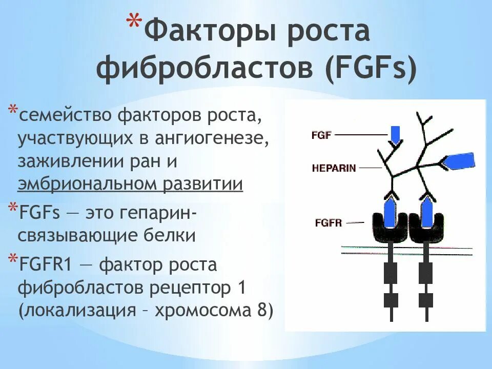 Фактор роста фибробластов 23. FGF фактор роста фибробластов. Факторы роста. Фактор роста фибробластов функции. Фактор роста результаты