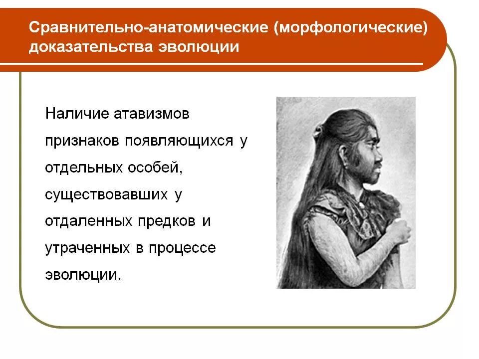 Какие сравнительно анатомические доказательства эволюции. Сравнительно-анатомические доказательства эволюции атавизмы. признаки сравнительно-анатомическим доказательствам. макроэволюция сравнительно-анатомические доказательства. морфологические доказательства эволюции атавизмы.