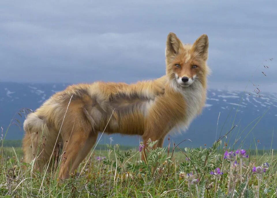 Палатка двухместная алюминиевые дуги red fox. Wind fox. Лиса красавица. Красивая лиса. Wind fox.