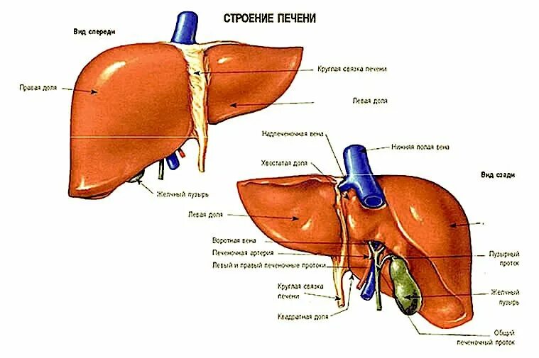 Какой секрет образуется в печени. Печень анатомия человека. Строение печени человека схема. Внутреннее строение печени анатомия. Внешнее строение печени.