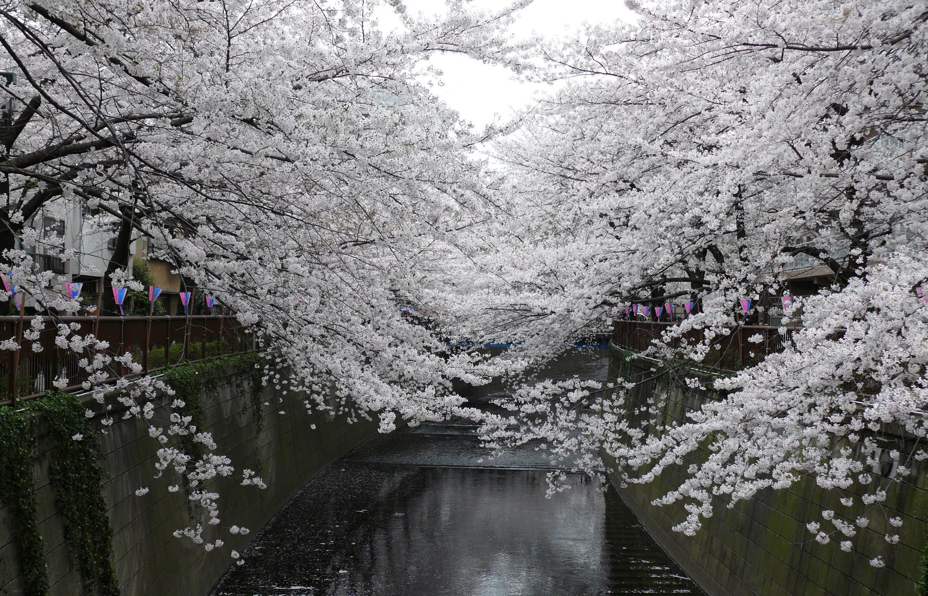 163onmyneck сакура. Сакура белая цветет. Мацуяма Сакура Япония. Белая Сакура Япония.
