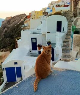 Cats around the world