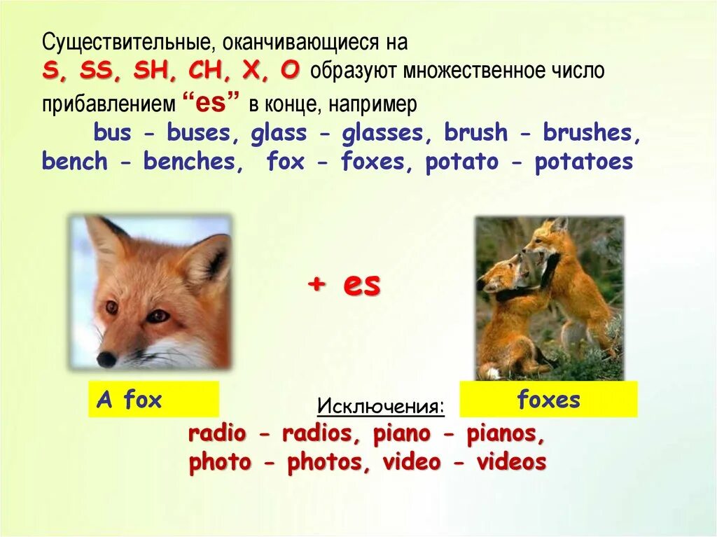 Множественное число слова radio. Fox во множественном числе на английском. Лиса во множественном числе на английском языке. Fox множественное число в английском языке. Лисы во множественном числе на английском.