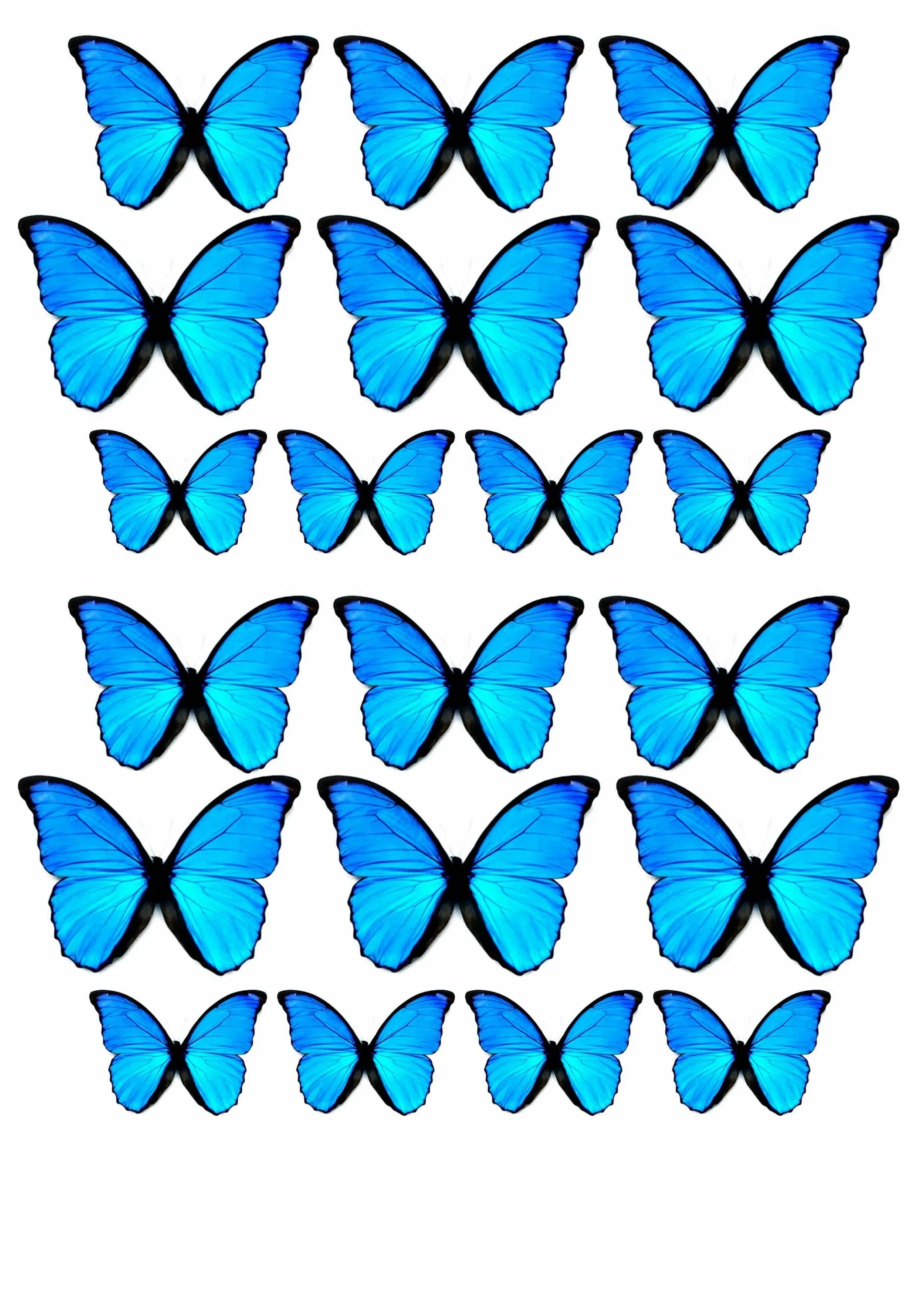 Бабочки цветные. Бабочки для вырезания цветные. Голубая бабочка. Синяя бабочка. Шаблоны бабочек для букета распечатать