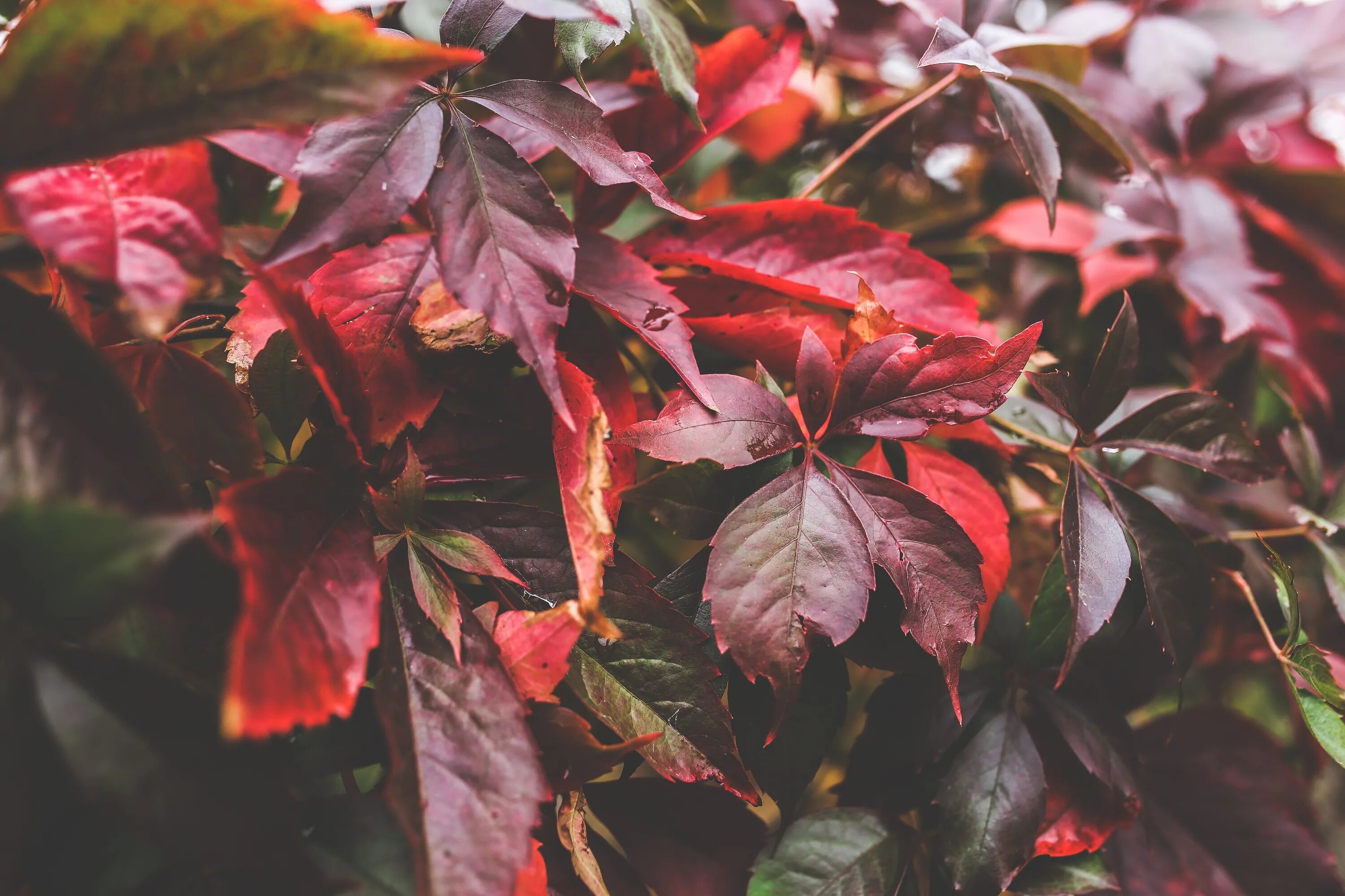 Download wallpaper 1920x1080 bushes, leaves, branches, plant full hd, hdtv, fhd,