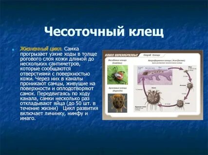 Цикл развития чесоточного клеща