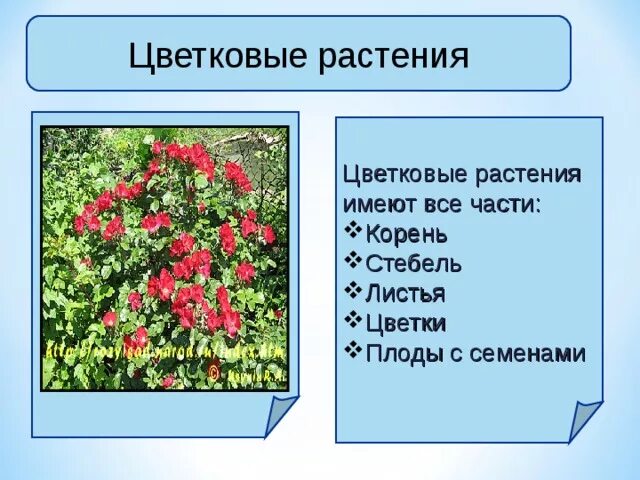 Растение имеющее цветок. Растение имеющее цветок