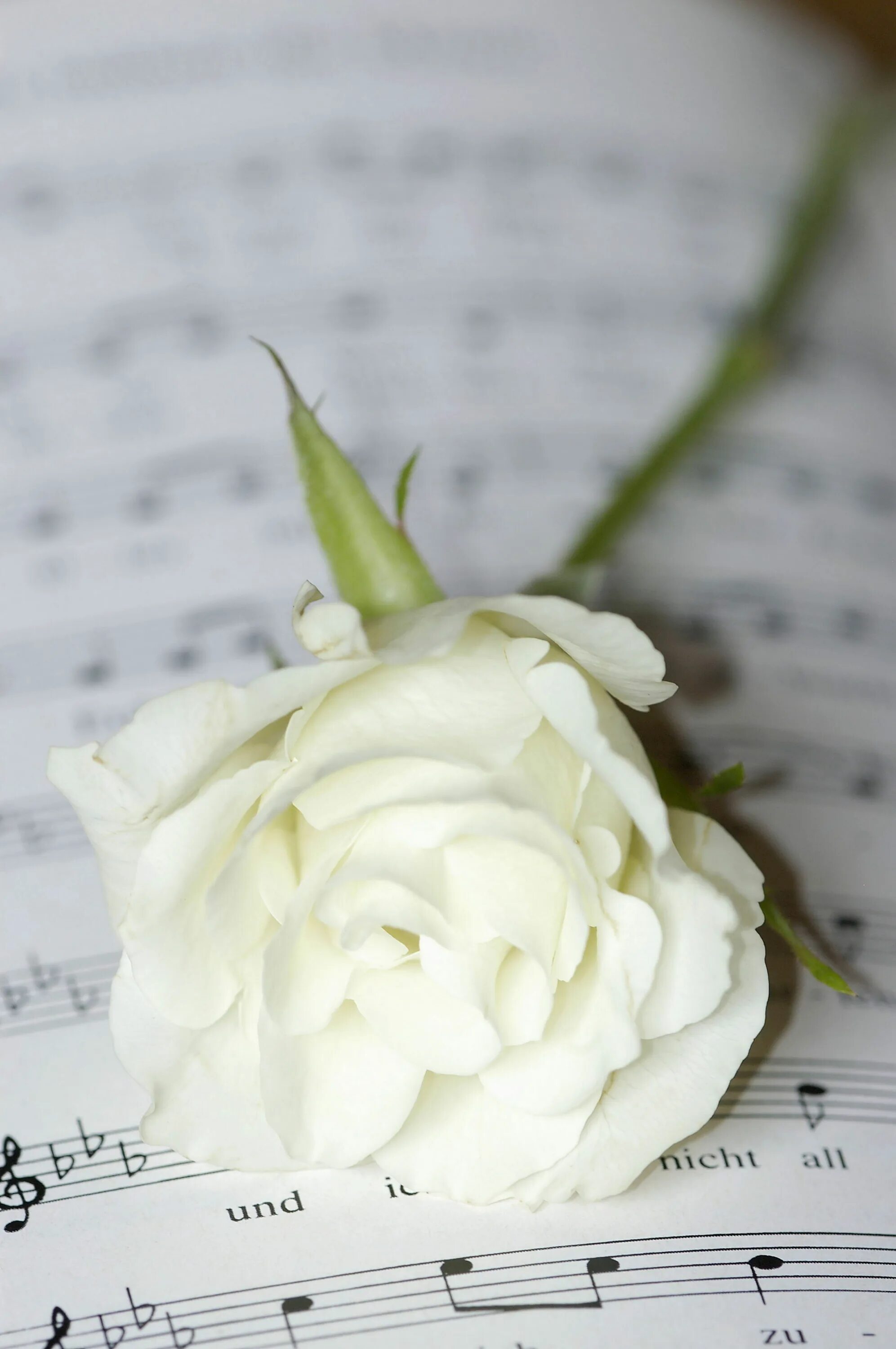 Белые цветы музыка. Цветы белые розы. Розы и Ноты. Музыкальный цветок.