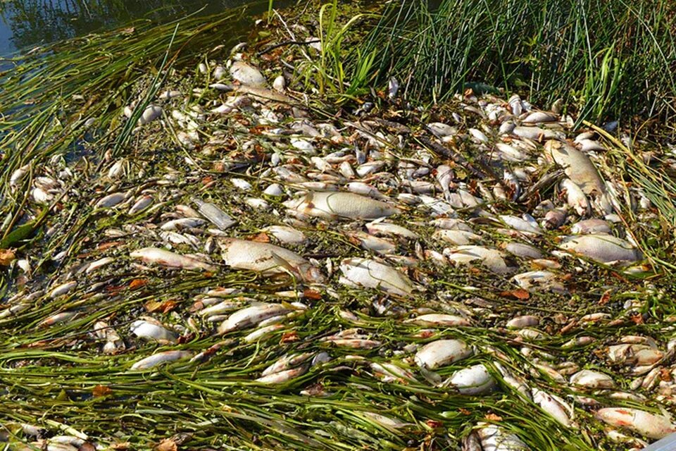 Рыбы удмуртии. Карьер отравляет реки. Кто то отравился в речке. Рыбы в загрязненной воде. Кто то отравился в речке.