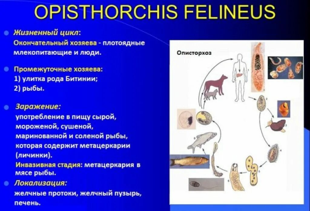 Описторхи промежуточный хозяин. Описторх жизненный цикл. Промежуточный хозяин описторхис фелинеус. Кошачий (Сибирский) сосальщик заболевания.