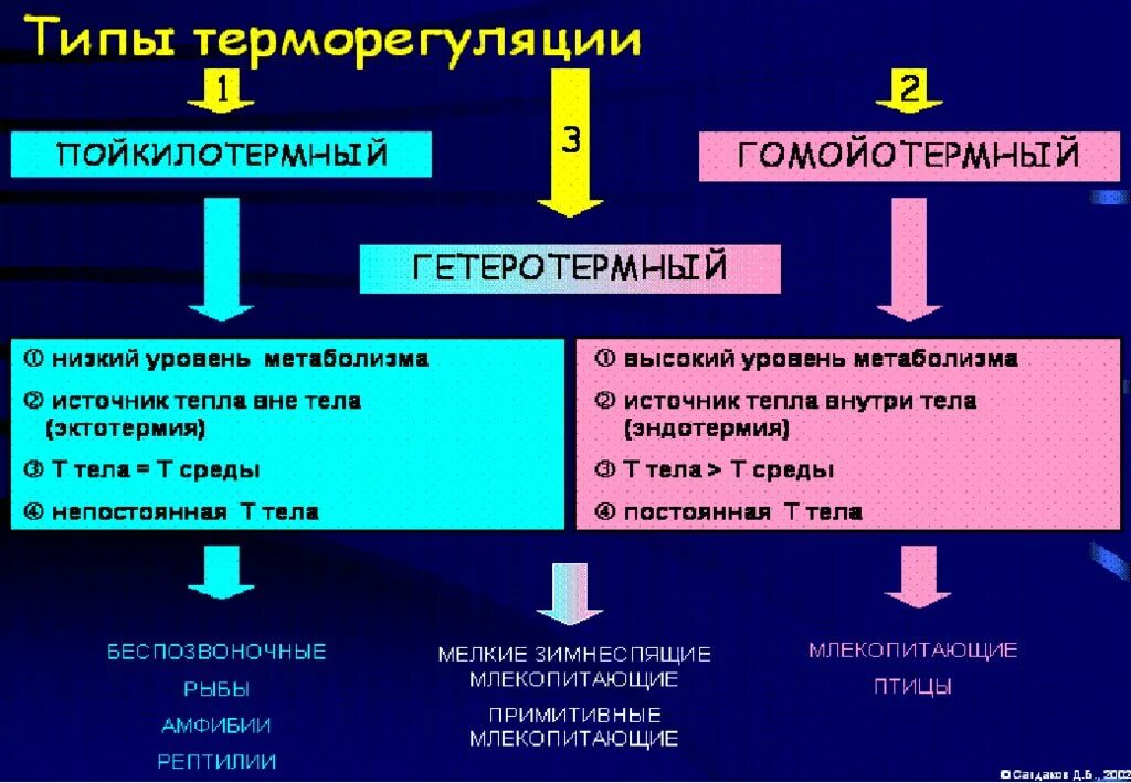 Терморегуляция тест 8 класс