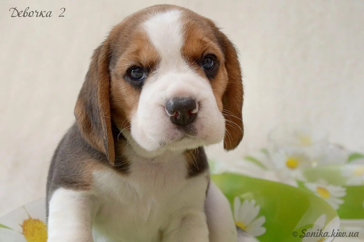 Бигль девочка взрослая. Порода собаки бигль девочка. Бигль собака щенок. Щенки бигля девочка. Пинкас бигль кром хантер.