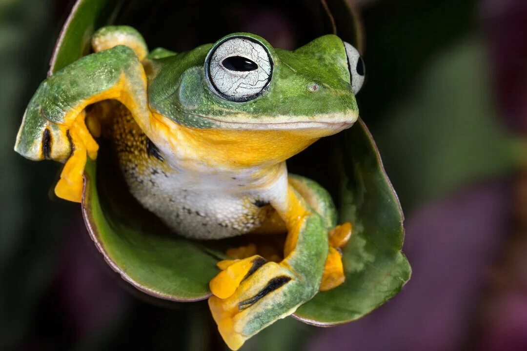 Летающие земноводные. Rhacophorus nigropalmatus. Лягушка Уоллеса. Яванская летающая лягушка. Глаза лягушки.