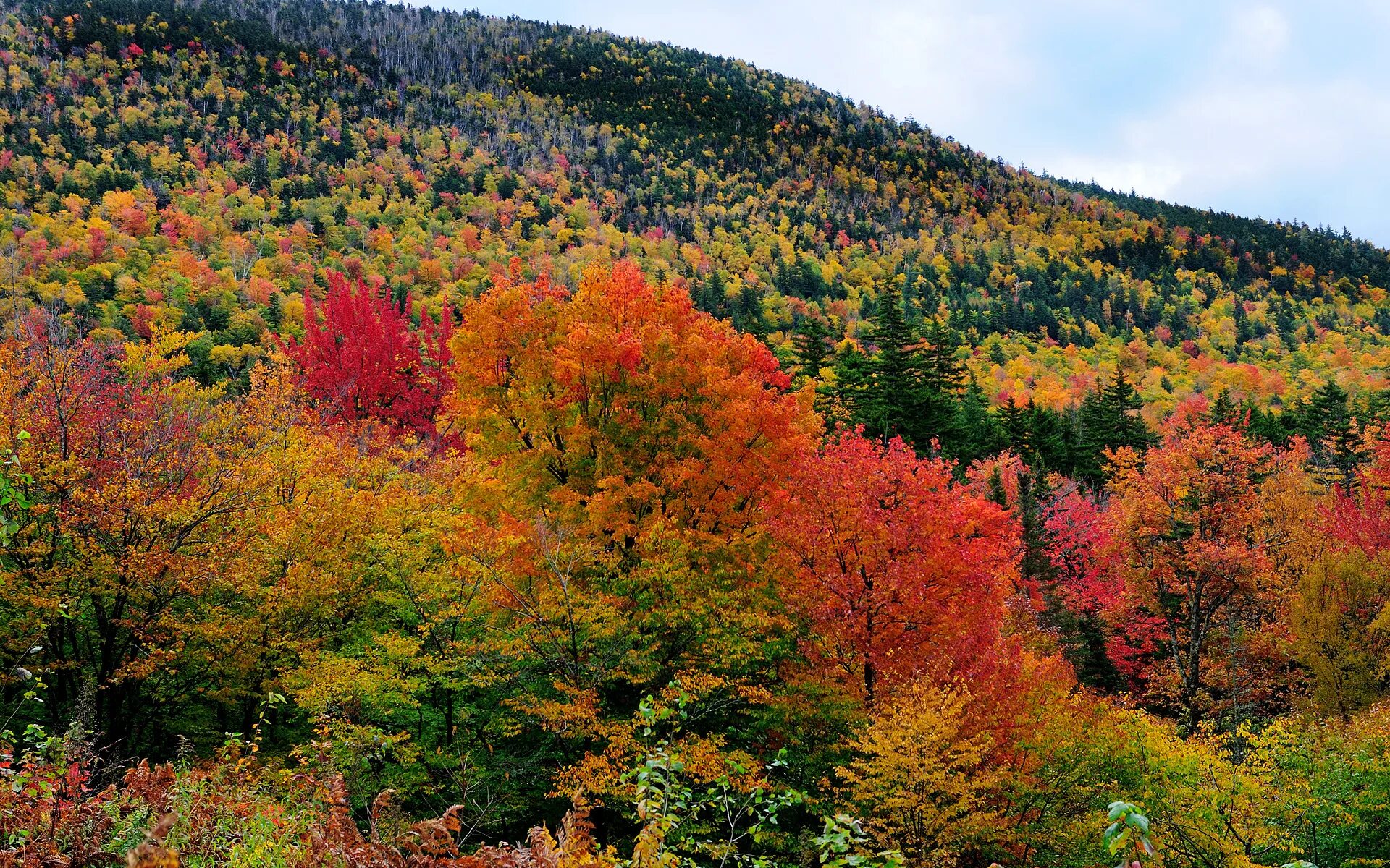 Может ли вас взволновать красота осеннего леса. Осенний лес. Рассматривают осенний лес.. Осень в лесу Венгрии. Цвет леса осенью.