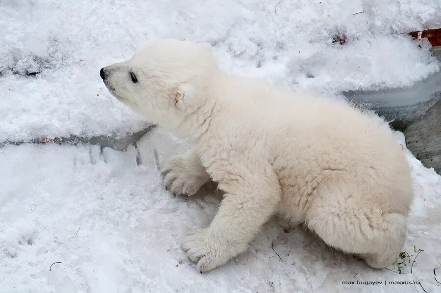 Мишка красить. Белый медведь т 34. Белый медведь. Цвет шерсти белого медведя. Эффект белого медведя.