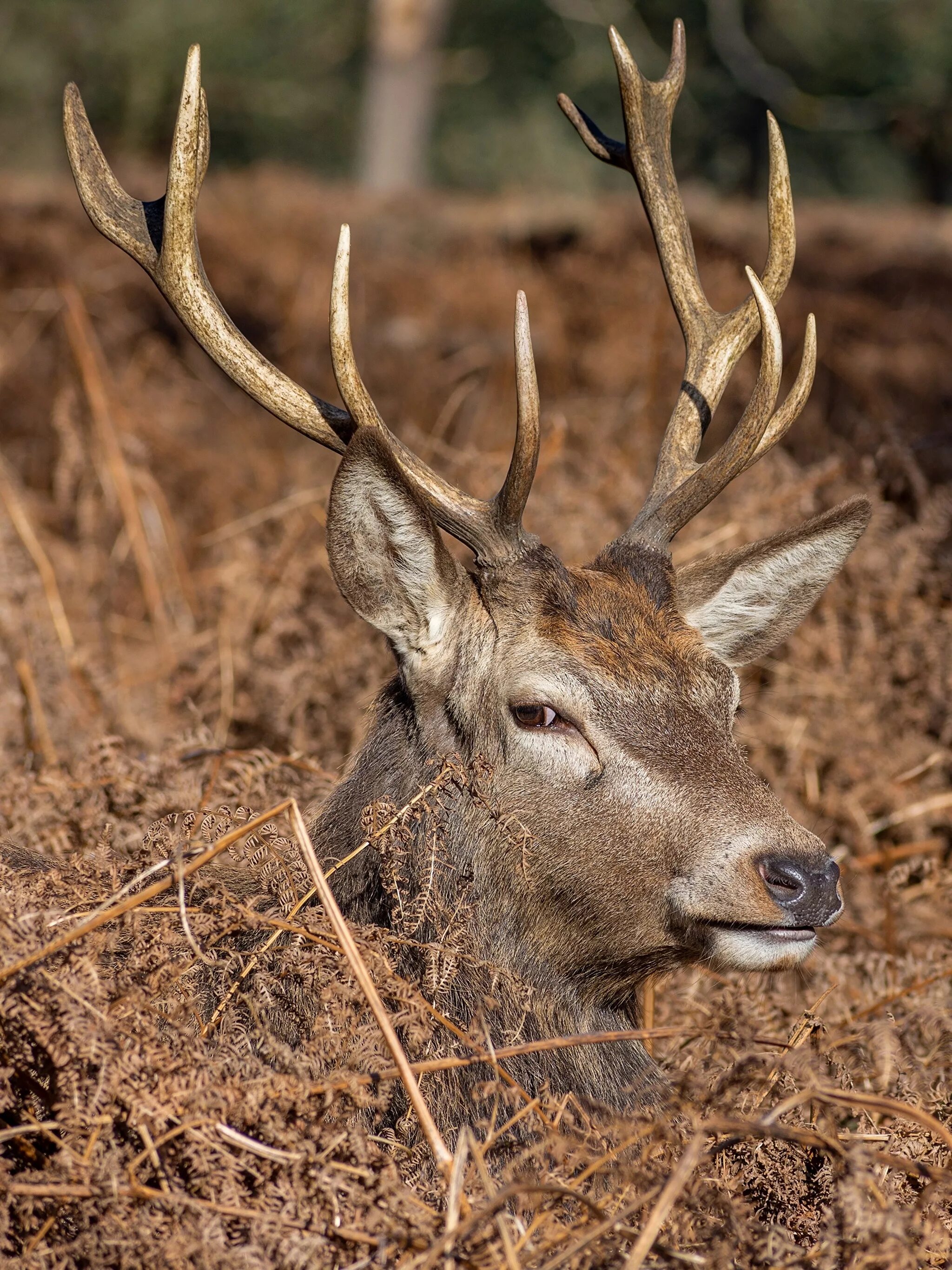 Морда оленя. Марал лосиный остров. Лосиный остров национальный парк. Благородный олень голова анфас. Мод на оленей.