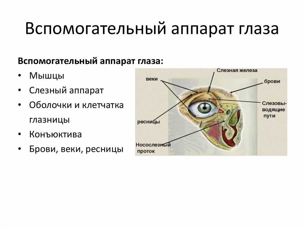 Орган зрения глазное яблоко и вспомогательный аппарат. Вспомогательный аппарат глаза гистология. Вспомогательный аппарат глаза слезный аппарат строение. Функции вспомогательных структур глаза.