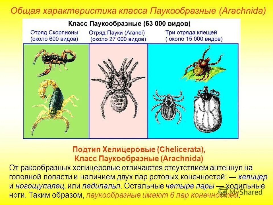 Признаки типа паукообразные. Биология 7 класс паукообразные клещи. Общая характеристика класса паукообразные 7 класс биология. Особенности строения паукообразных. Класс паукообразные общая характеристика.