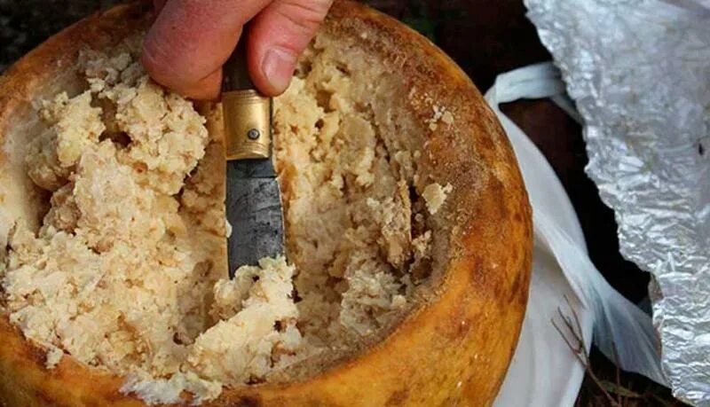 Сыр касу марцу фото Что скрывает в себе сыр касу марцу) История, настоящее, будущее% Дзен