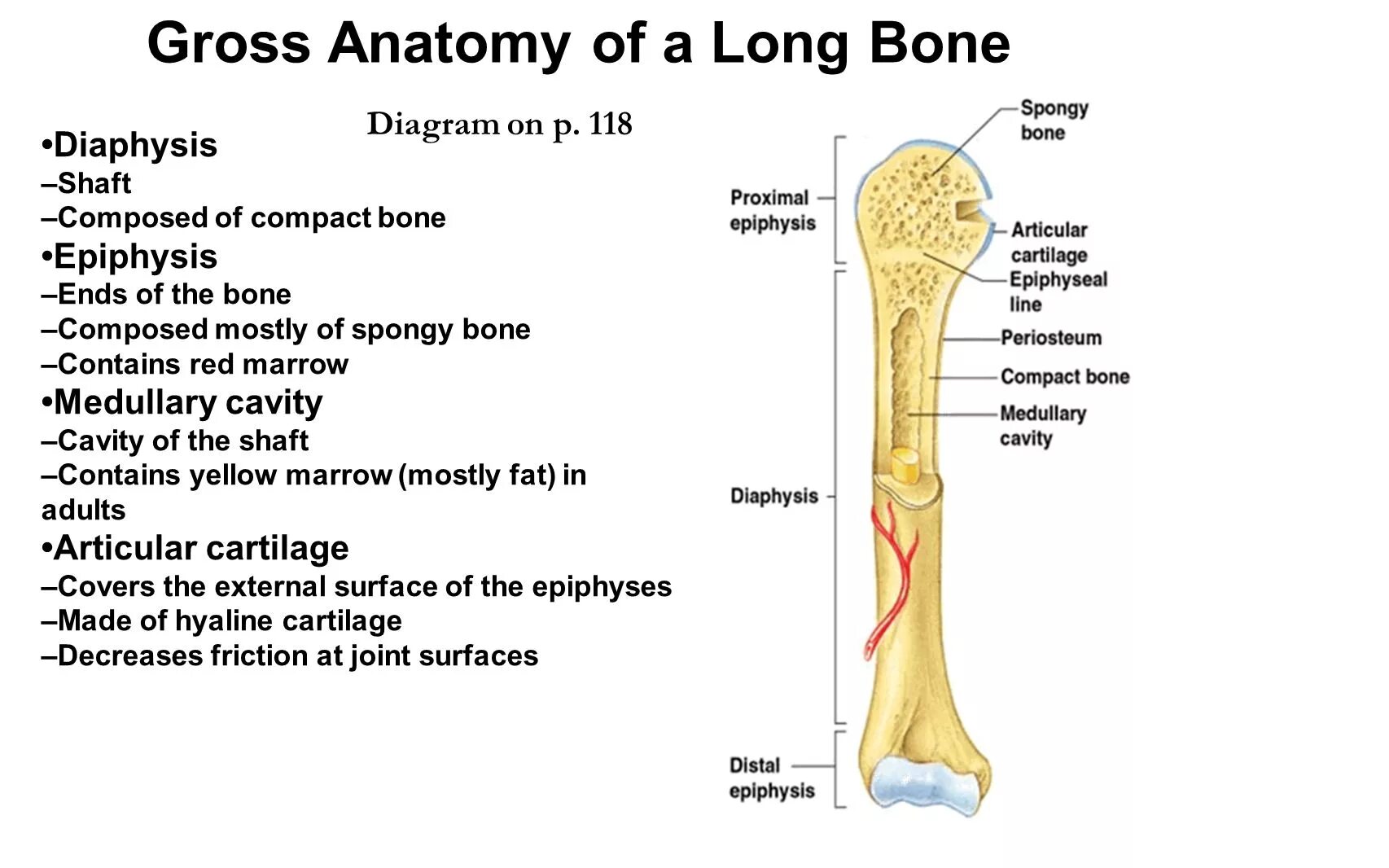 Long bone. Long Bone анатомия. Anatomy of long Bones. Gross Anatomy. Parts of Bone.