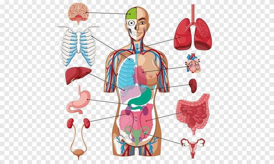 Органы человека картинка. Органы человека. Внутренние органы человека. Макет организма человека. Внутреннее строение человека для детей.