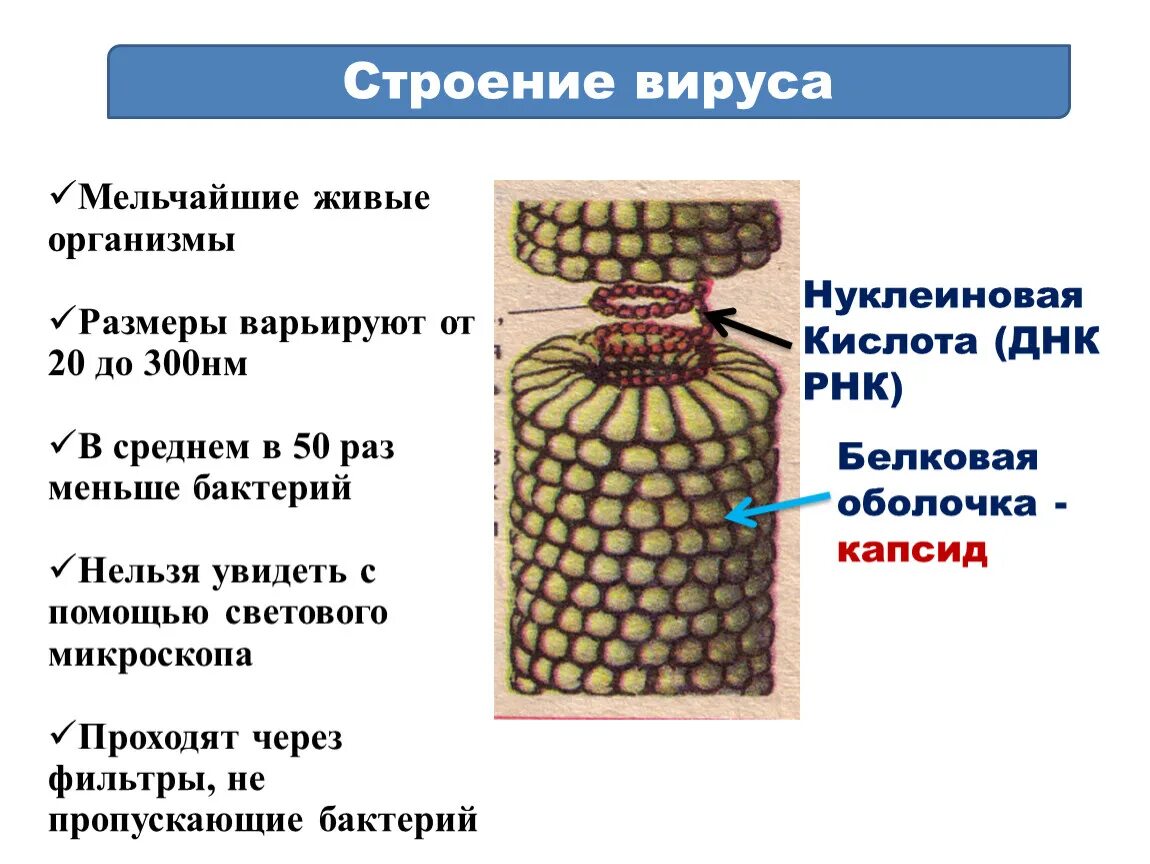 Характеристика строения вирусов. Строение и функции вирусов биология. Вирусы строение и функции таблица. Строение вирусов кратко биология. Структура вирусов кратко.