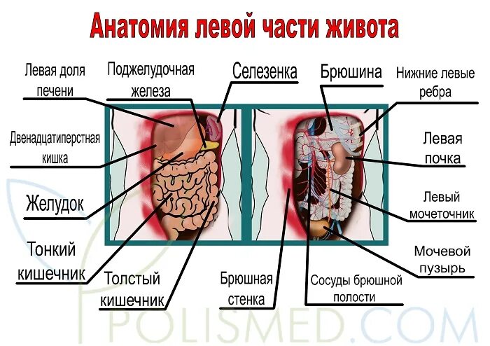 Левая часть низа живота. Анатомия с левой стороны. Анатомия боли в животе. Левая сторона живота органы. Болит в левой части живота.