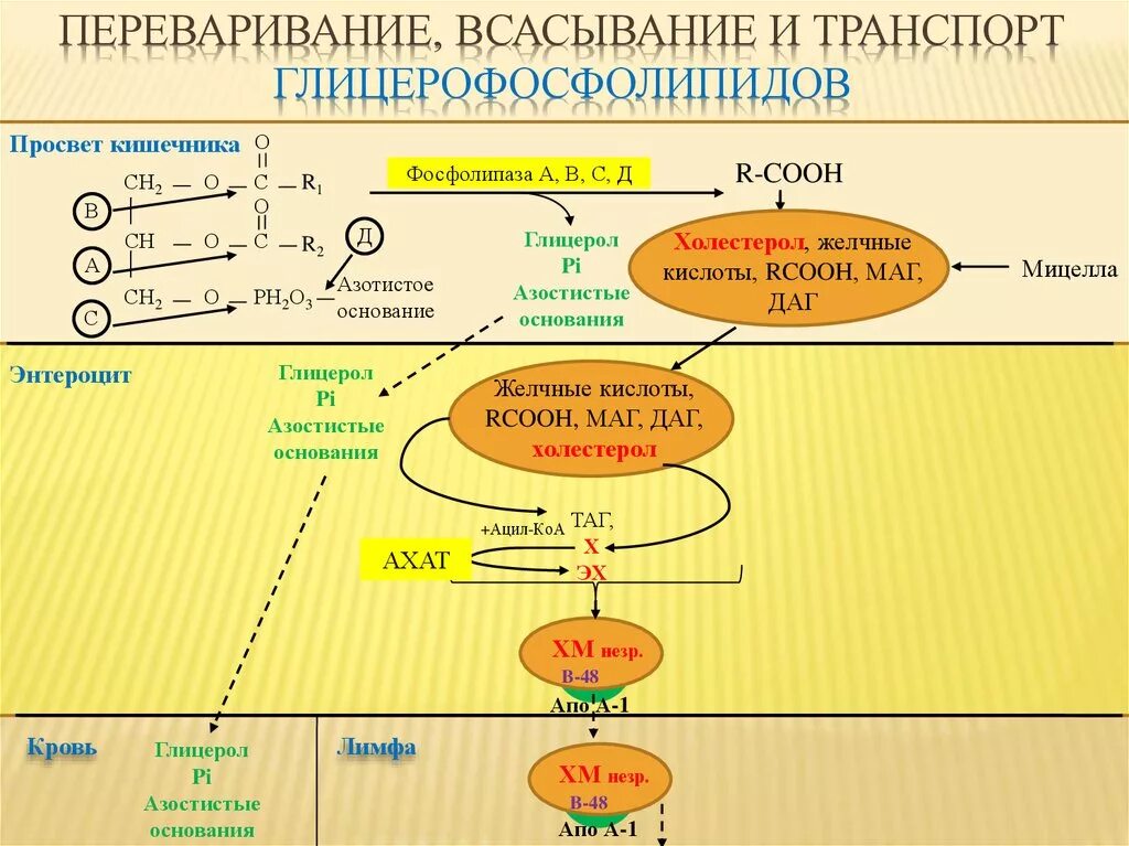 Расщепление липидов последовательность. Переваривание глицерофосфатидов в желудочно-кишечном тракте. Переваривание глицерофосфолипидов биохимия. Переваривание и всасывание пищевых фосфолипидов. Всасывание продуктов переваривания липидов биохимия.