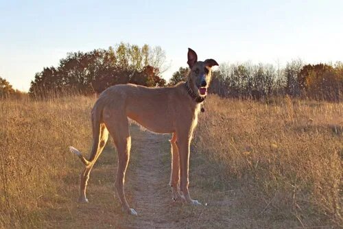 Американский стагхаунд. Американский стагхаунд (american staghound). Рожки оленя для собаки. Оленья собака. Лерчер порода собак.