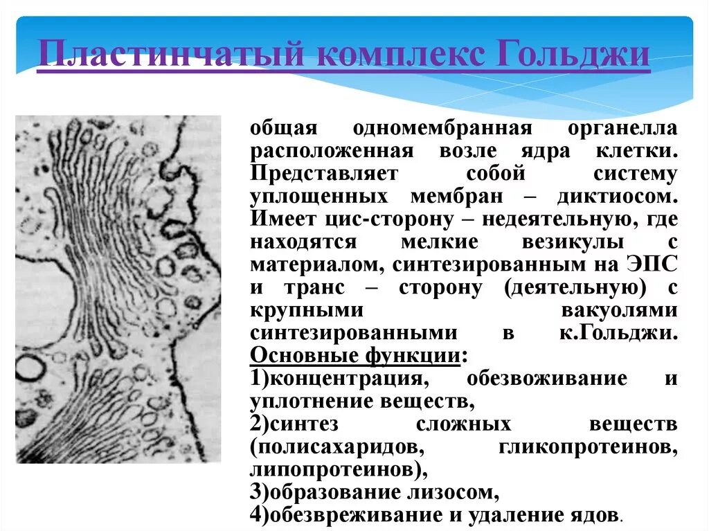 Комплекс гольджи гистология. Комплекс гольджи пластинчатый аппарат. функции пластинчатого комплекса (комплекса гольджи). пластинчатый комплекс (комплекс гольджи) препарат. пластинчатый комплекс его ультраструктура.