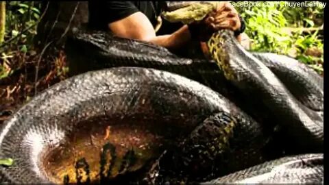 Anaconda 7