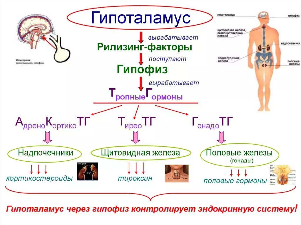 Гипофиза половых желез. .Система желез внутренней секреции. Функции. Гипоталамус гипофиз щитовидная железа схема. Железы эндокринной системы схема. Схема действия гипоталамо-гипофизарной системы гормоны.