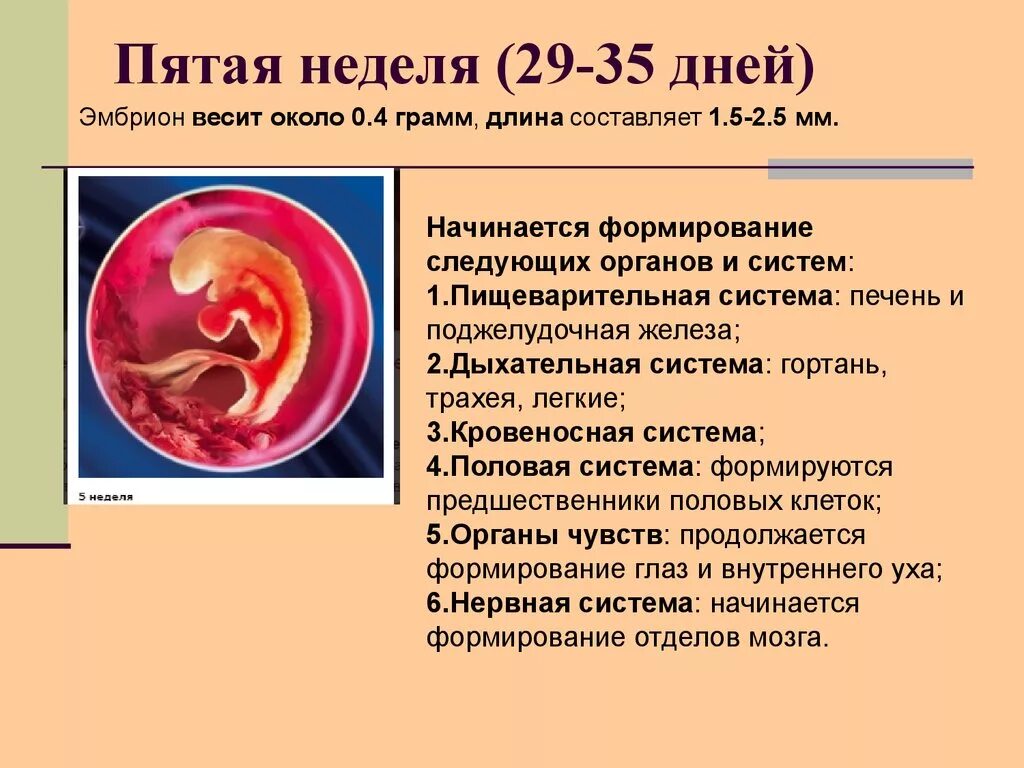 Эмбрион 4-5 недель размер. Эмбрион 4 недели размер эмбриона. Размер зародыша на 5 неделе.