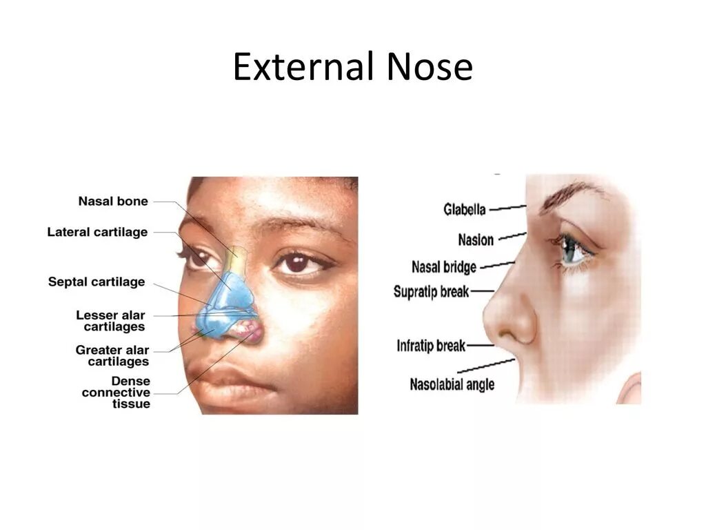 Nose как читается