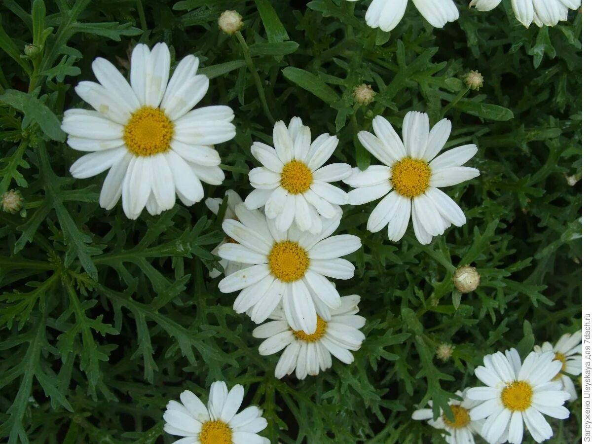 Аргирантемум фото цветов. Аргирантемум кустарниковый. аргирантемум aramis double primrose. аргирантемум ромашка. цветок аргирантемум.