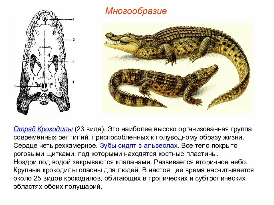 К отряду чешуйчатые относятся тритоны черепахи. Отряды: чешуйчатые, черепахи, крокодилы. Класс пресмыкающиеся. Разнообразие рептилий. Класс пресмыкающиеся крокодилы.