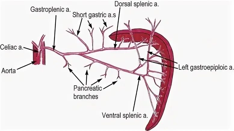 Селезенка собаки анатомия строения. Анатомия кровоснабжения селезенки у собаки. Кровоснабжение селезенки. Можно собакам селезенку