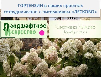 Лесково каталог гортензий