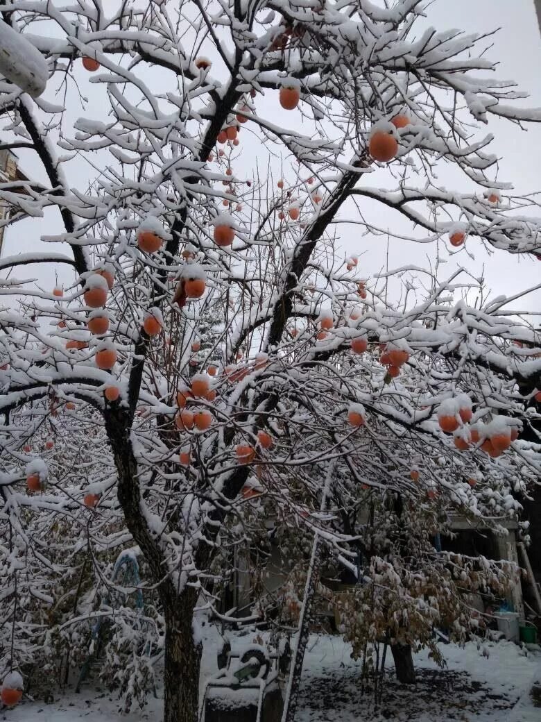 Хурма на зиму. Хурма дерево. зимняя хурма. хурма на дереве зимой. хурма в японии зима.