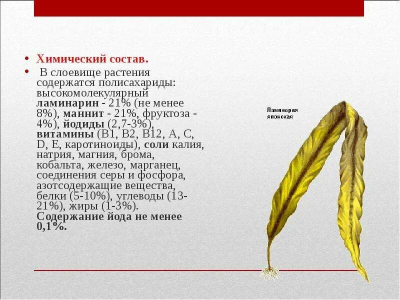 Растения содержащие полисахариды. Растения и сырье содержащие полисахариды. что содержится в растениях. полисахариды в ламинарии. лекарственные растения содержащие полисахариды.