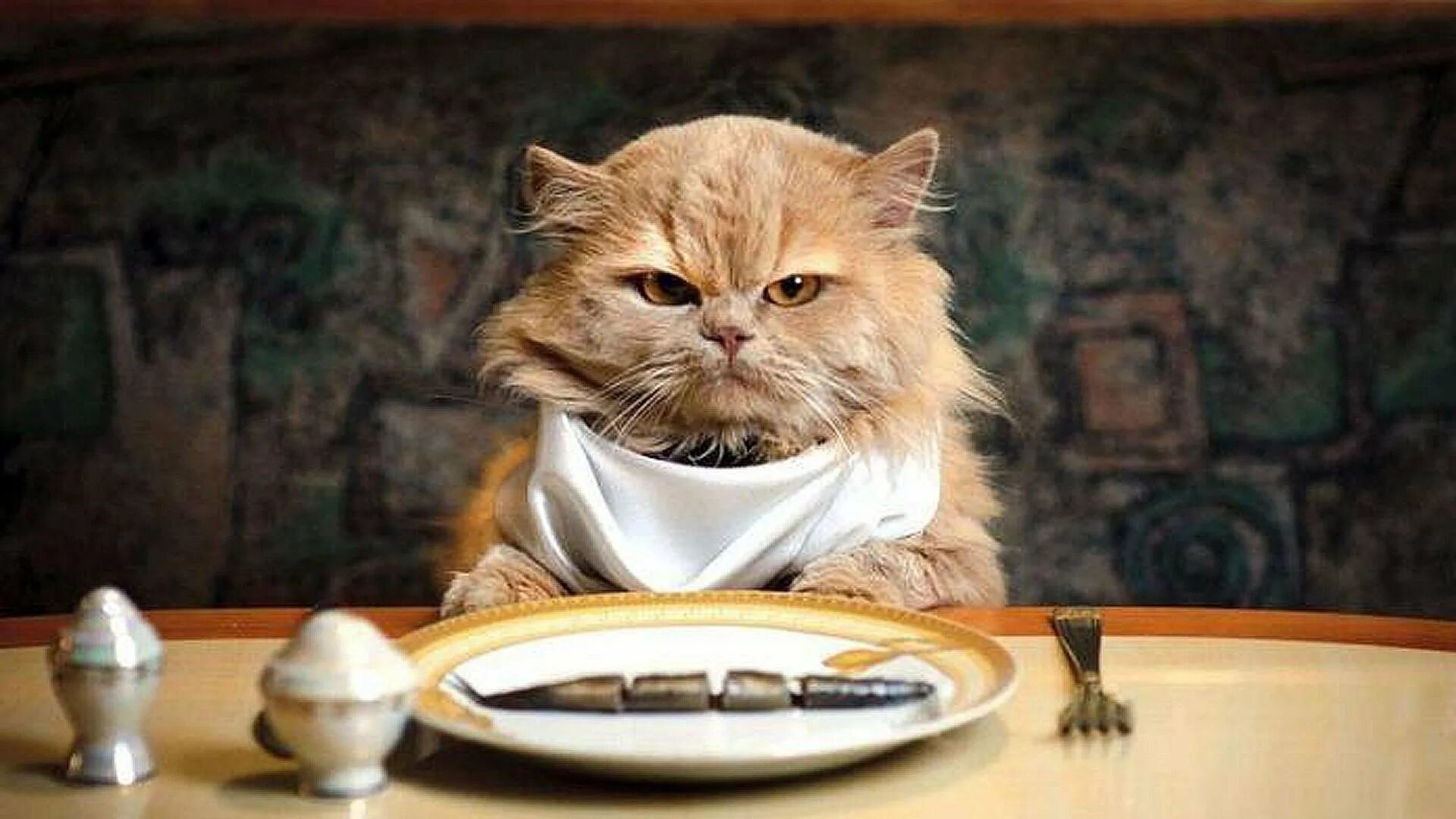 Тихо голодный. Голодный кот. Кот в тарелке. Кот за столом. Кот кушает.