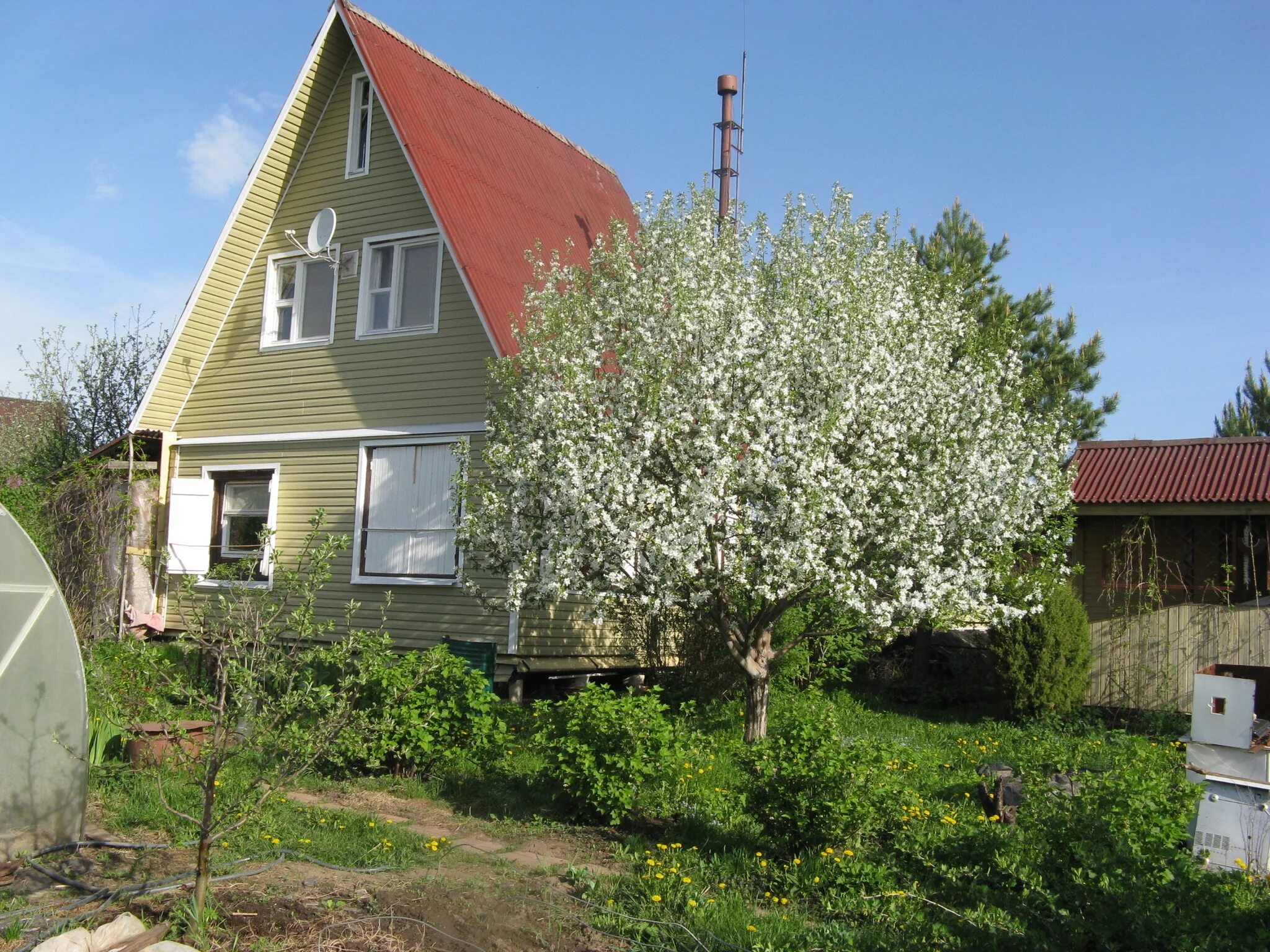 дача яблони. дерево яблони жарден. дача яблони. кембридж, ботанический сад. аркадия гарден плодовый сад.