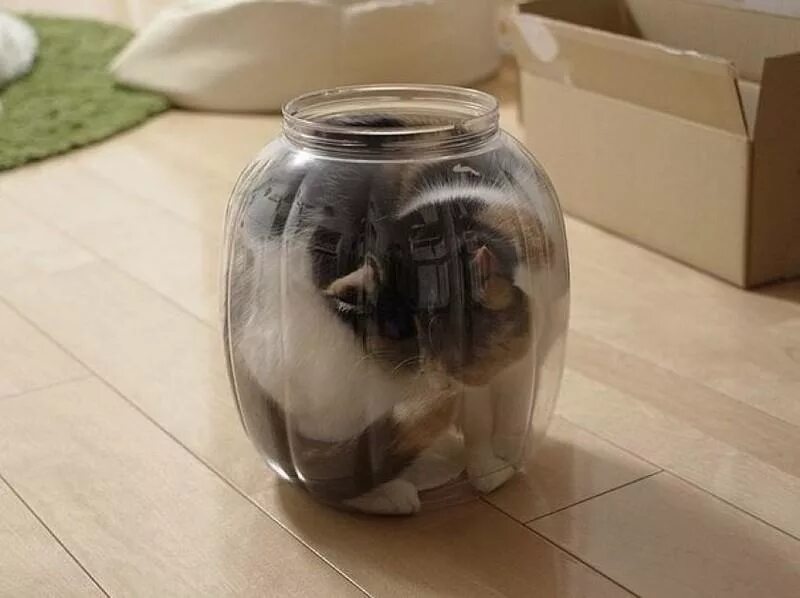 Консервация животных. Заспиртованные животные. Консервация животных. Консервация с зирой. Консервация животных.