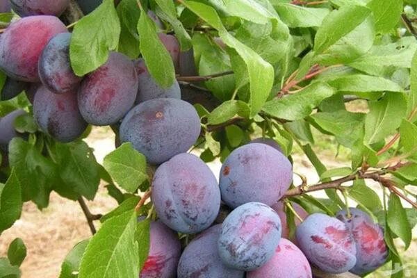 Слива венгерка корнеевская описание сорта фото. Слива венгерка. Слива сорт венгерка. Слива венгерка Московская. Слива сорт венгерка Московская.