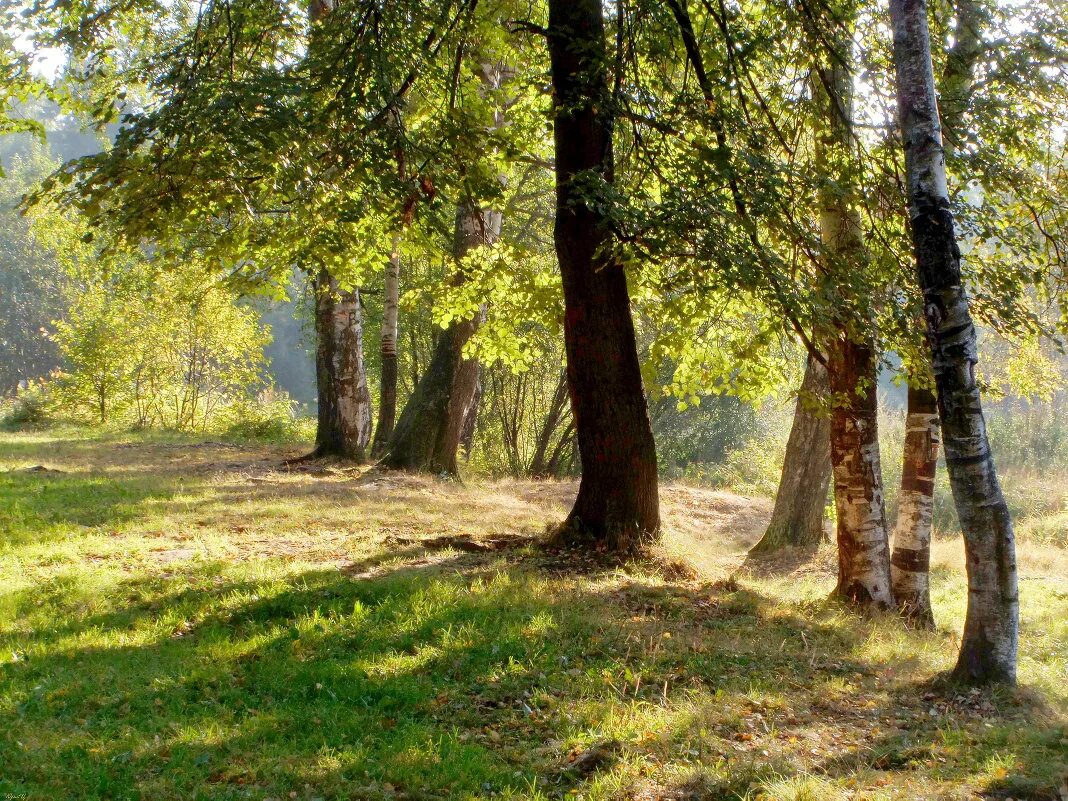 дубово березовый лес. на опушке рощи было много. на опушке рощи было много. березовая роща солнечная поляна. на опушке рощи было много.