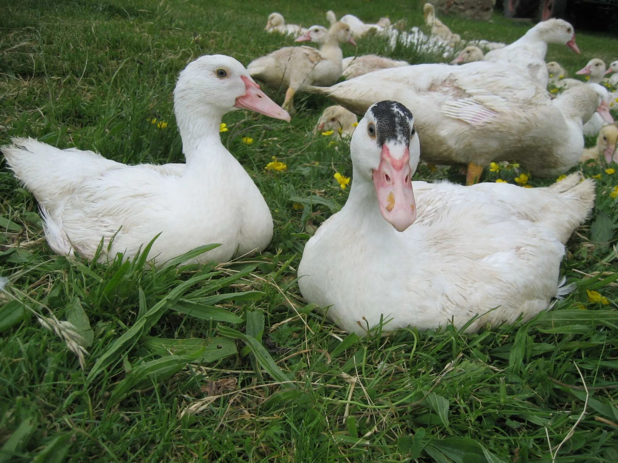 Индоутки муларды. Белый селезень индоутки. Белые мускусные утки. Индоутки мускусные белые. Мускусная белая индоутка.