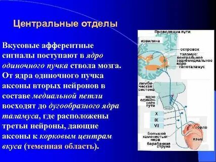 Какие импульсы поступают в корковый отдел анализатора