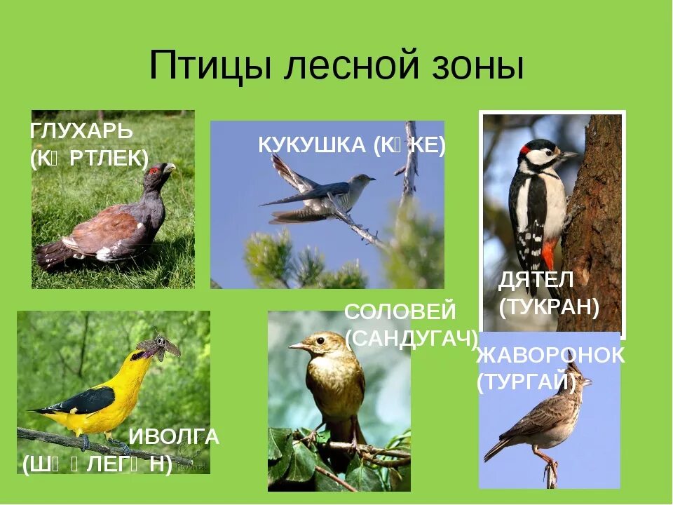 Птицы Лесной зоны. Птицы лесов России. Виды птиц обитающих в лесу. Виды лесных птиц.