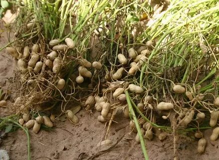 Как выращивать земляной орех арахис
