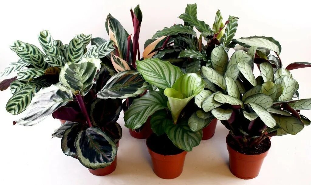 Калатеи виды и сорта фото